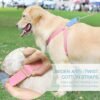 Ombre Dog Harness & Leash Set - Pink/Blue - LARGE - Image 2